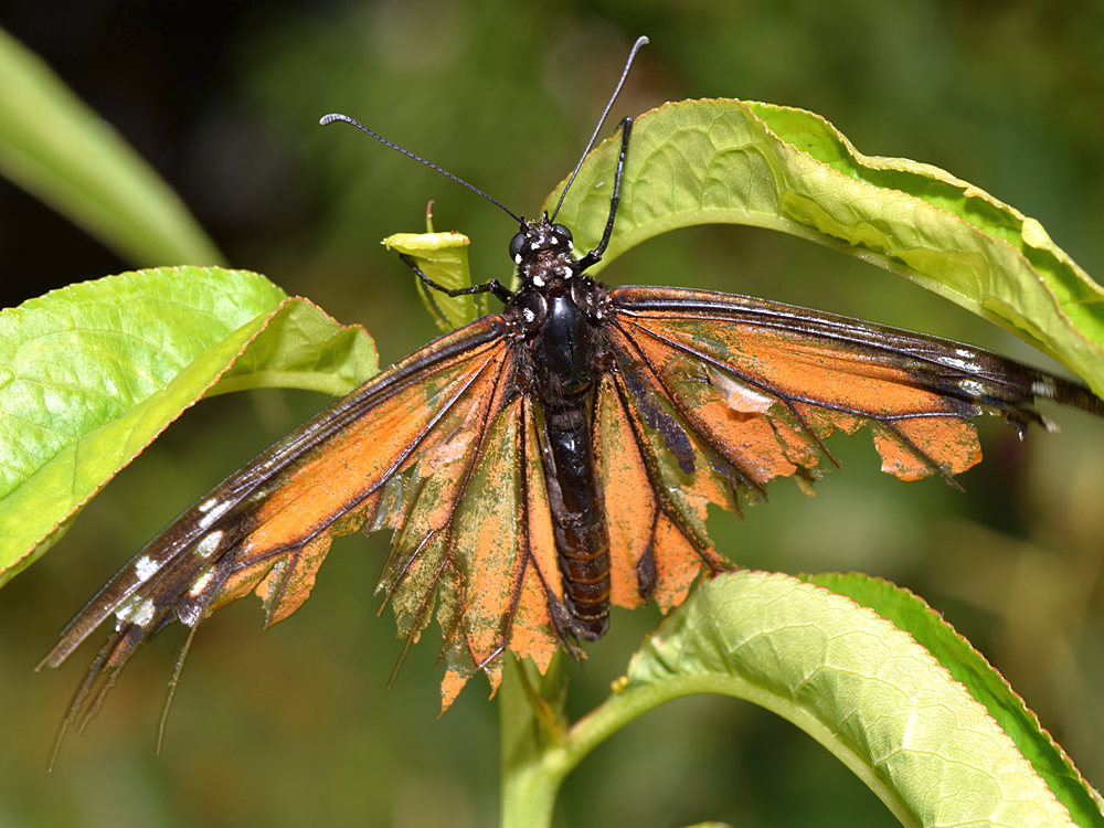 Monarch.jpg