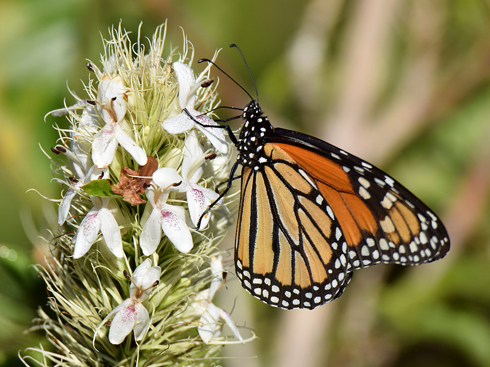 Monarch.jpg