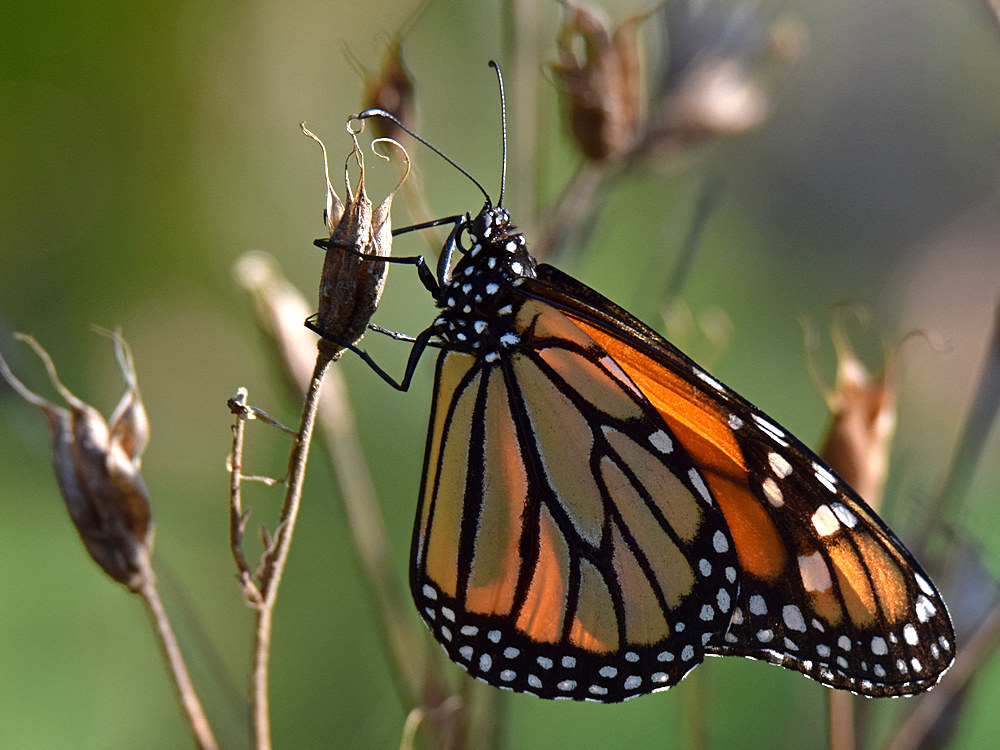 Monarch.jpg