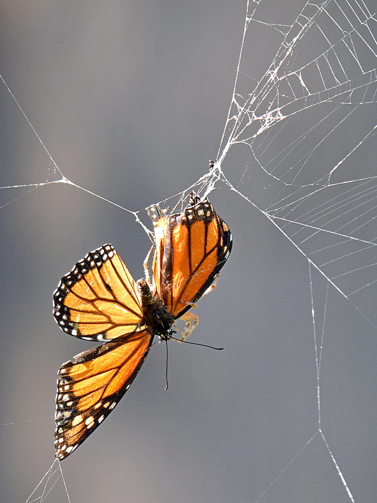 Monarch.jpg