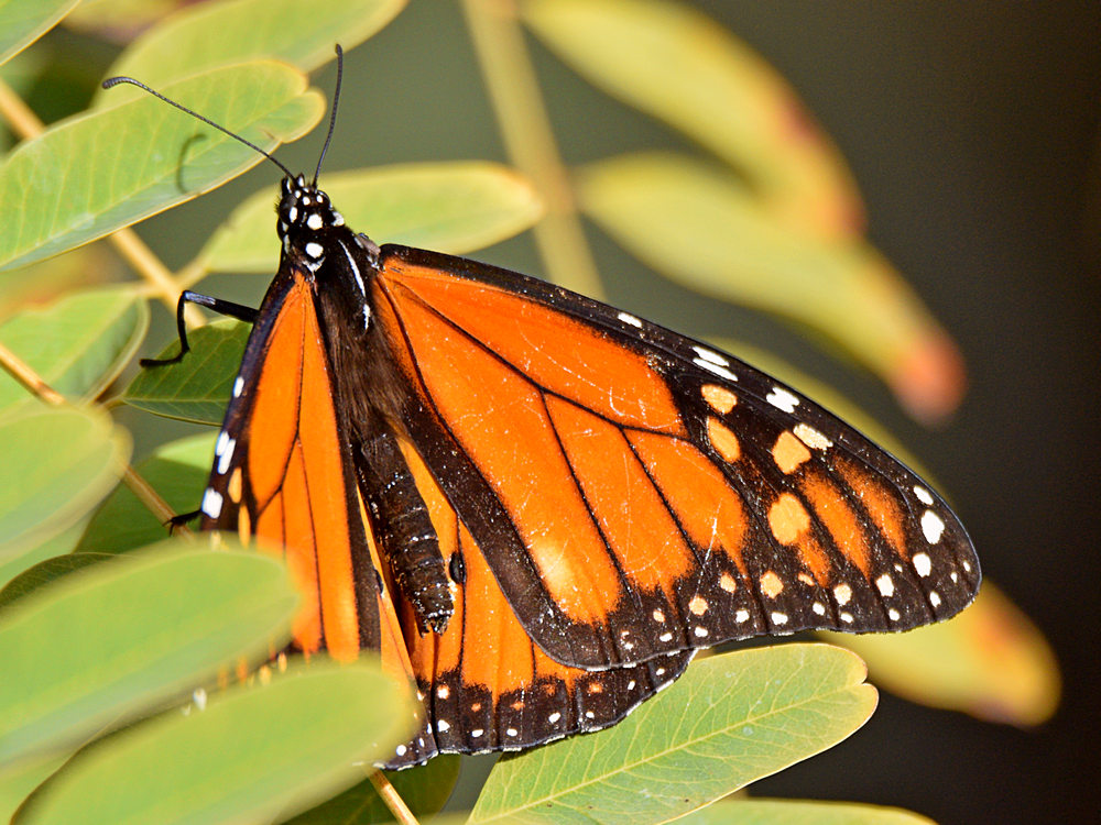 Monarch.jpg