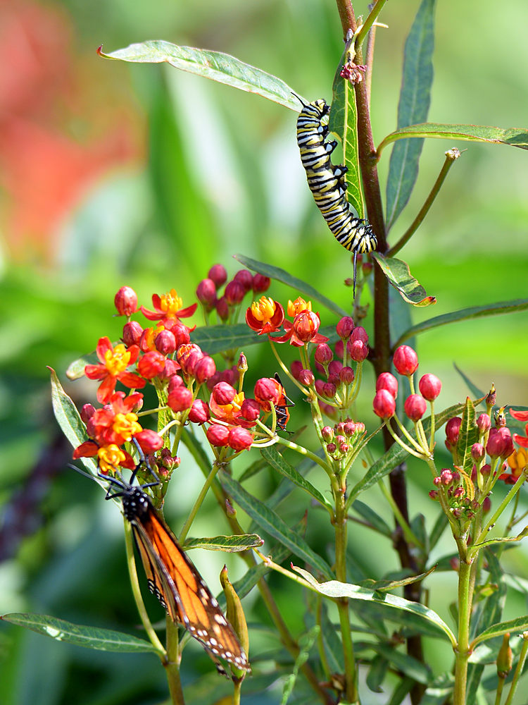 Monarch.jpg