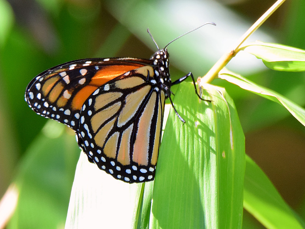 Monarch.jpg