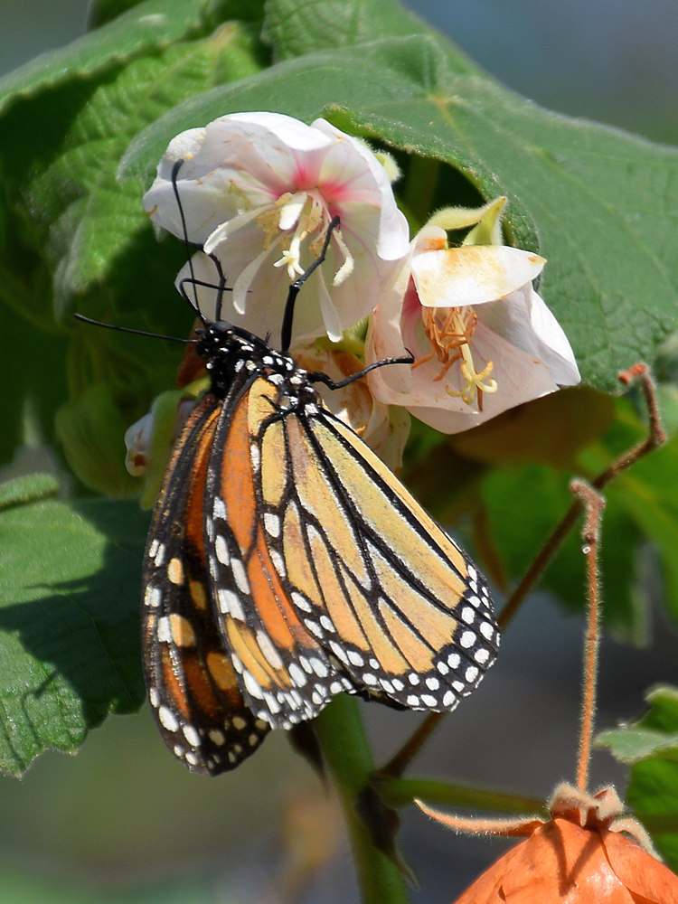 Monarch.jpg