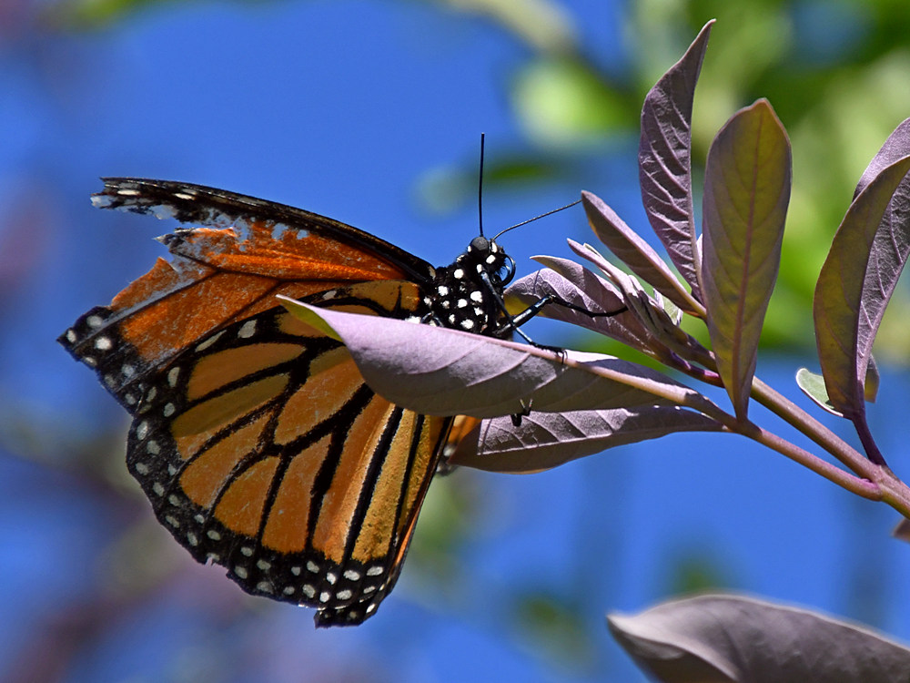 Monarch.jpg