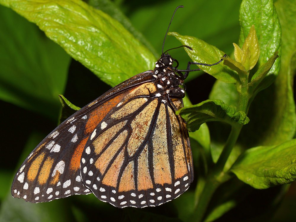 Monarch.jpg