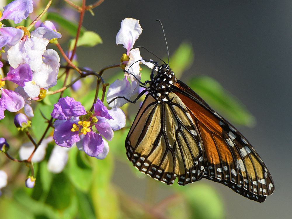 Monarch.jpg
