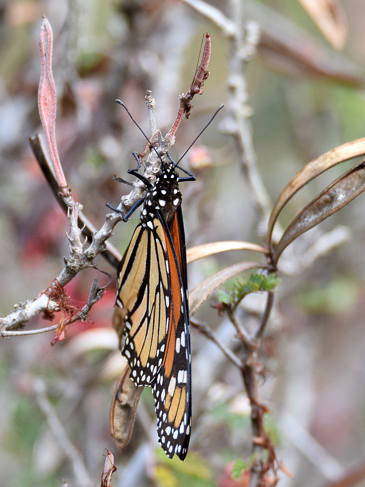 Monarch.jpg