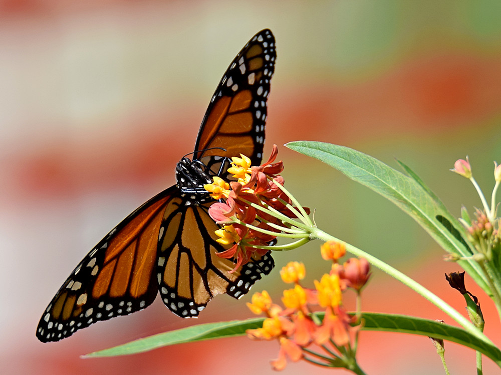 Monarch.jpg