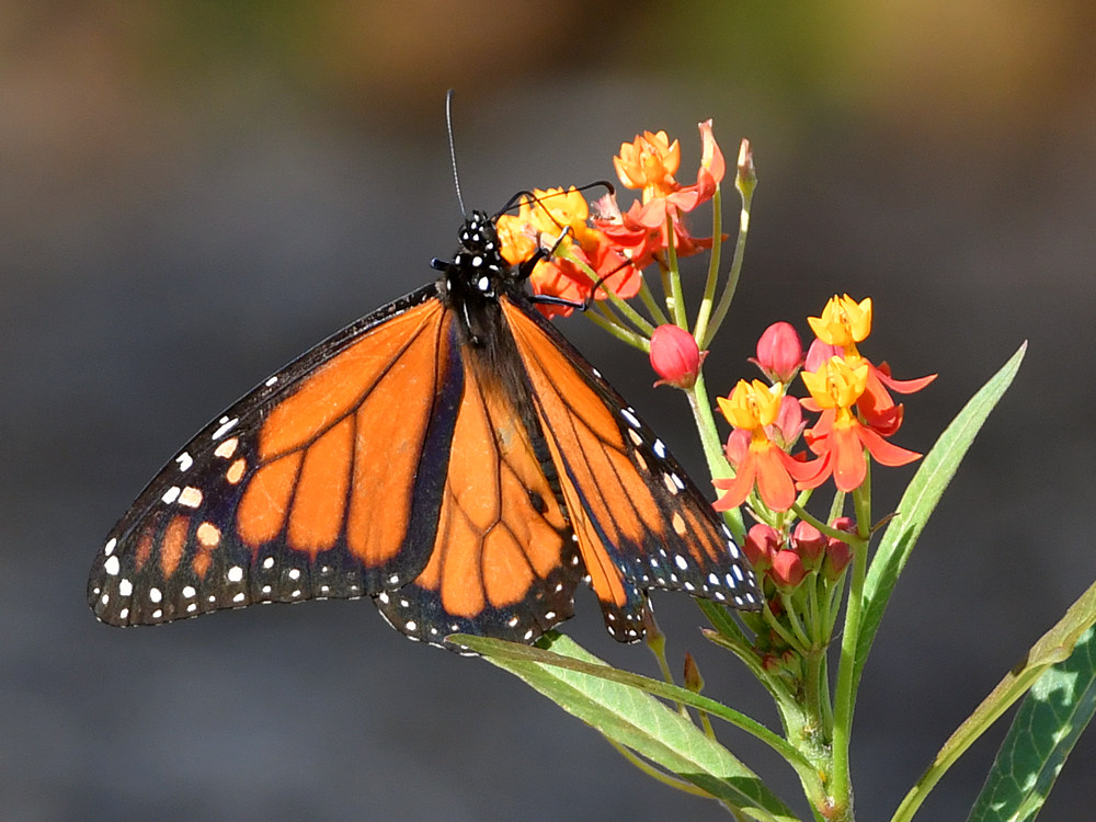 Monarch.jpg