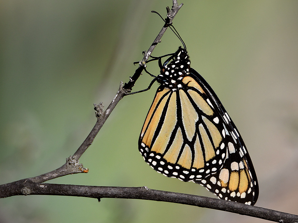 Monarch.jpg