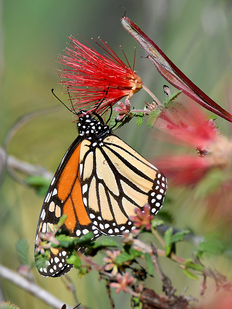 Monarch.jpg