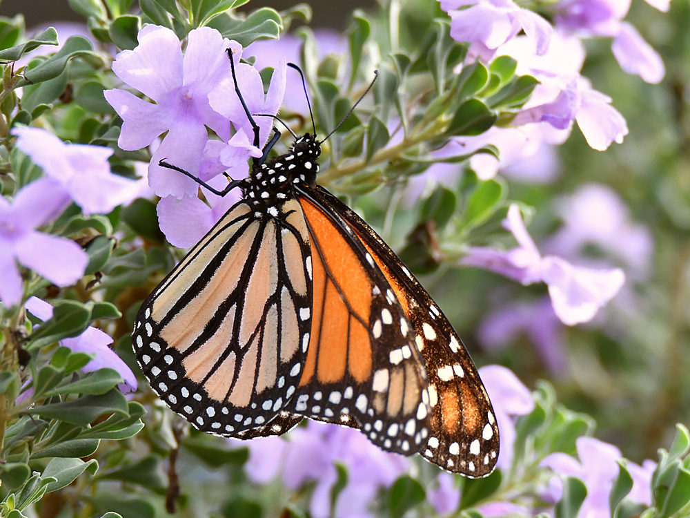 Monarch.jpg