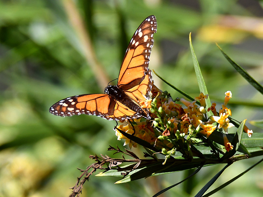 Monarch.jpg