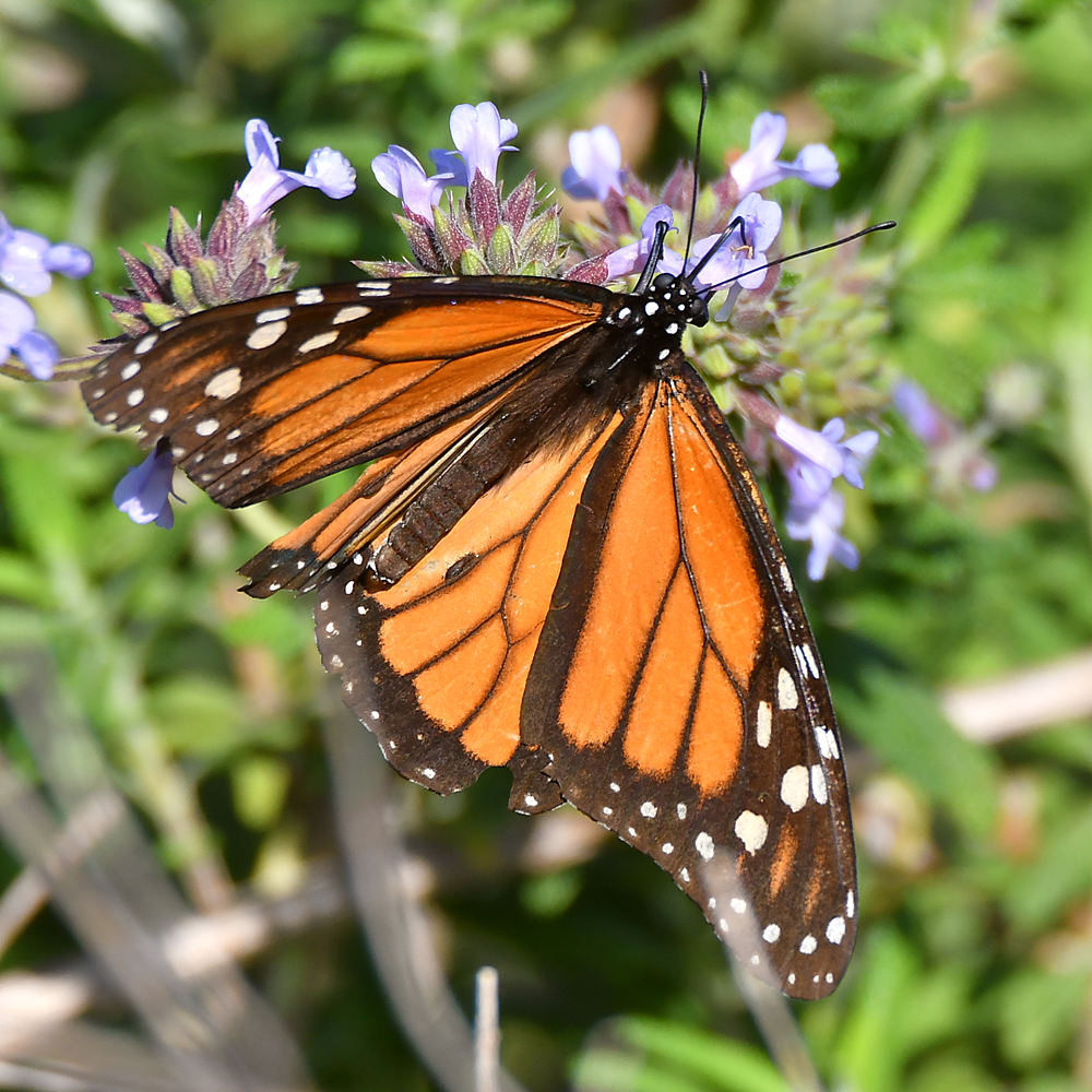 Monarch.jpg