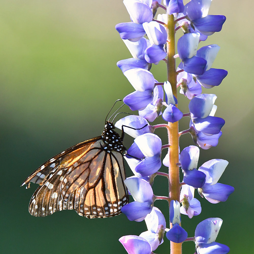 Monarch.jpg