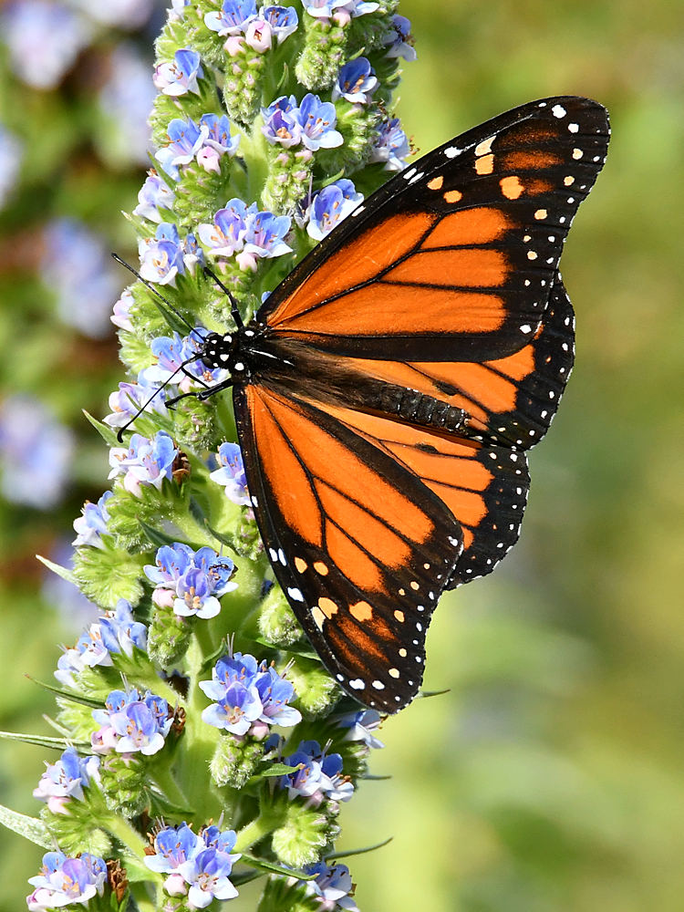 Monarch.jpg