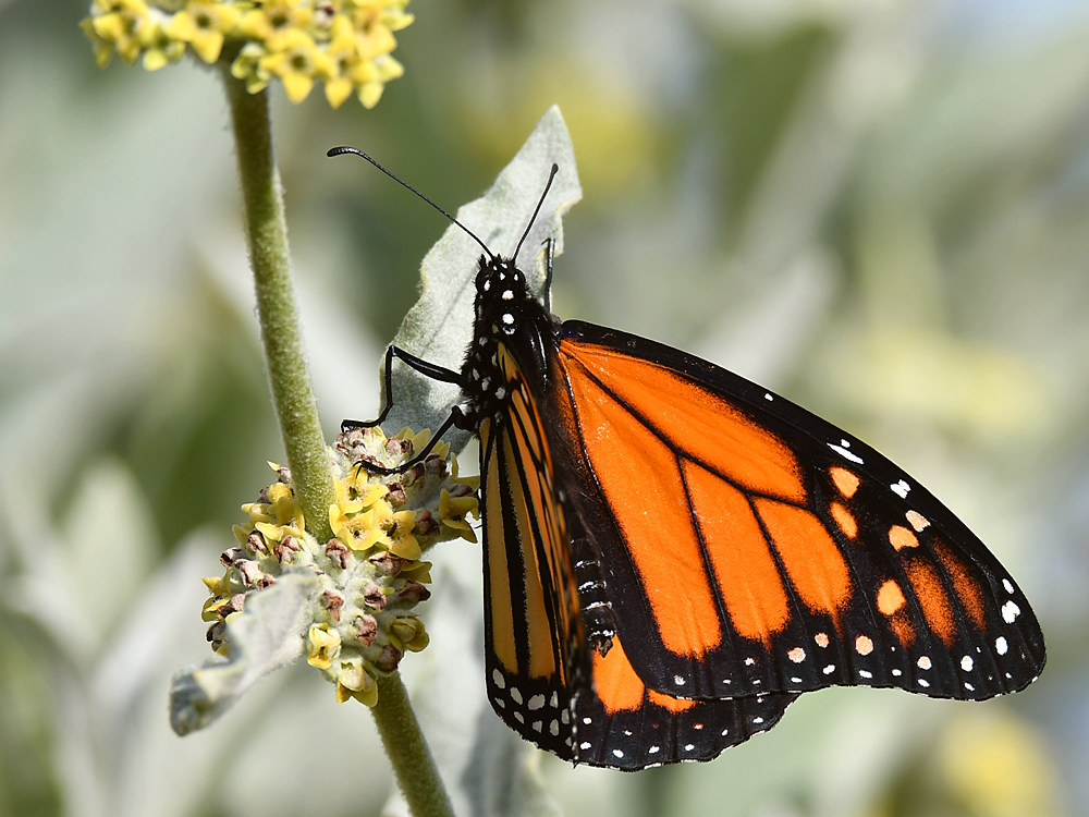 Monarch.jpg