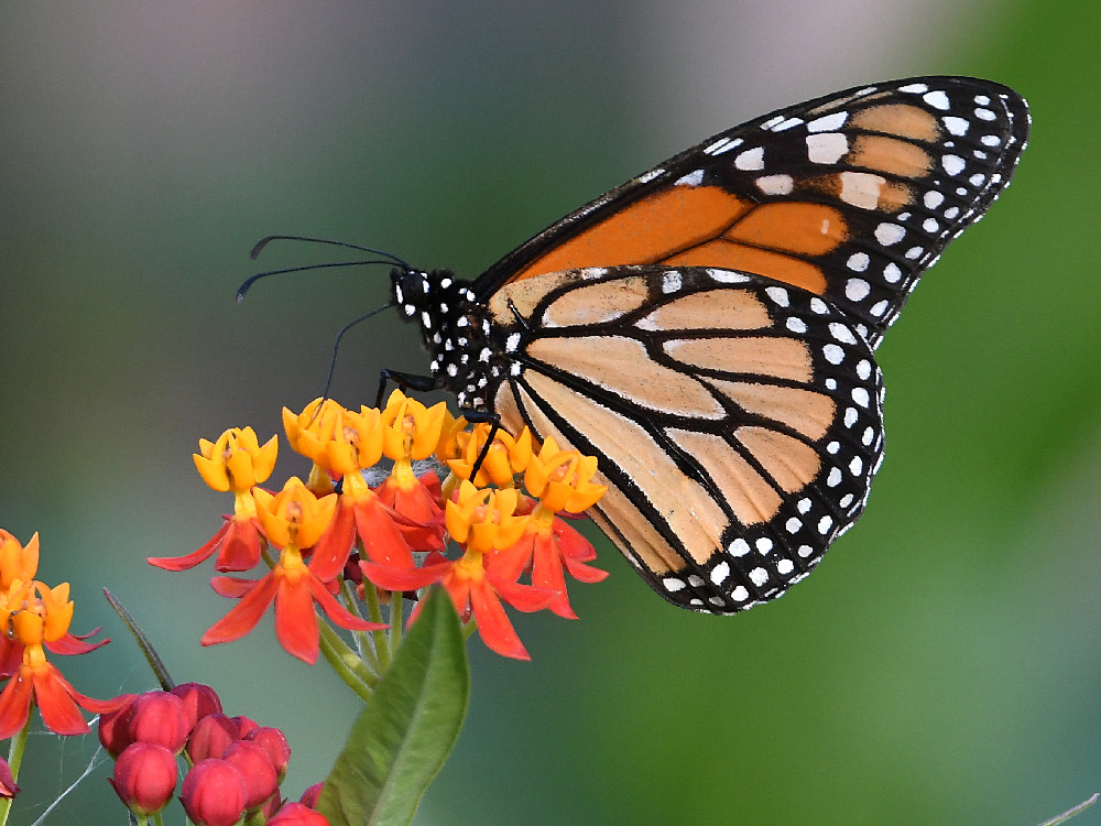 Monarch.jpg
