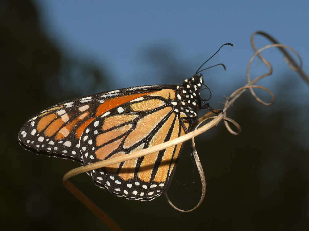 Monarch.jpg