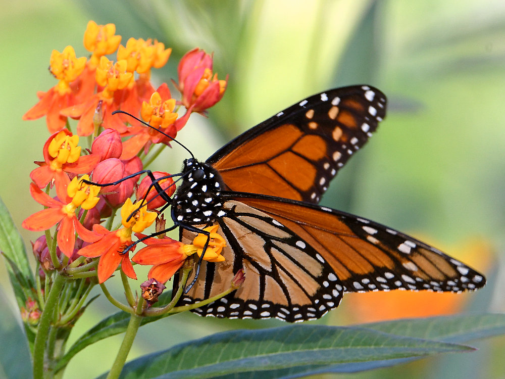 Monarch.jpg
