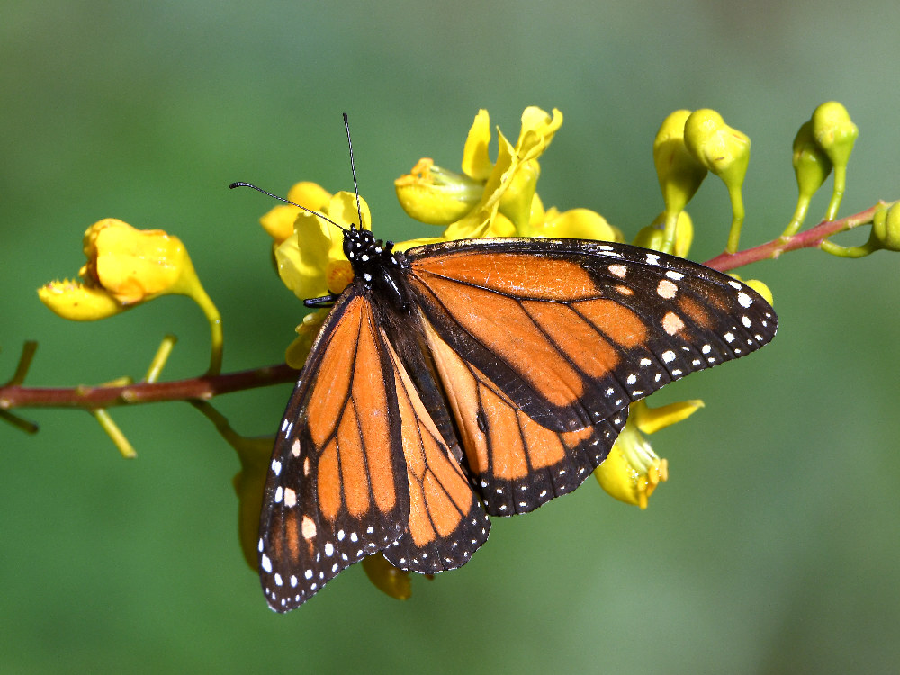 Monarch.jpg
