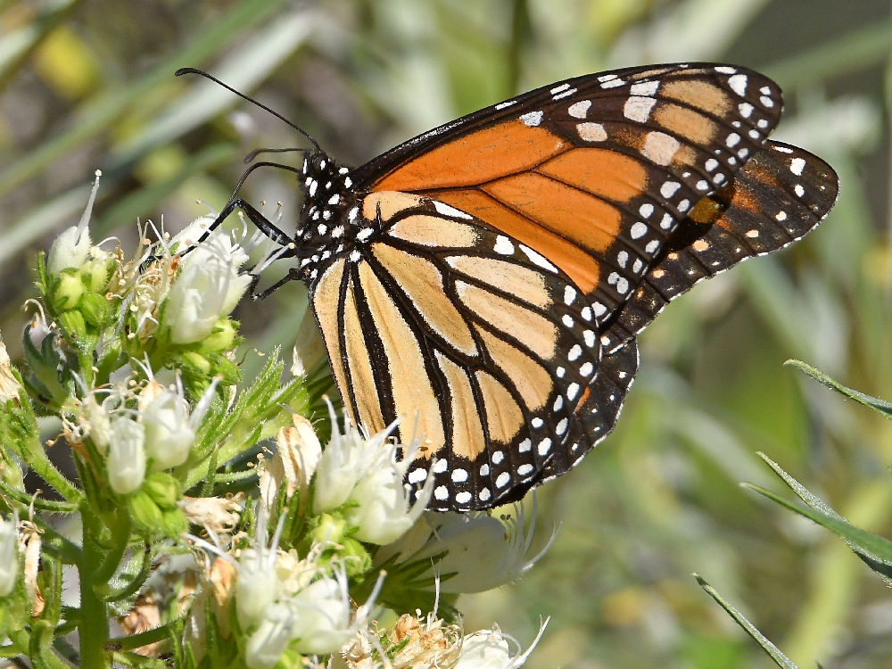Monarch.jpg