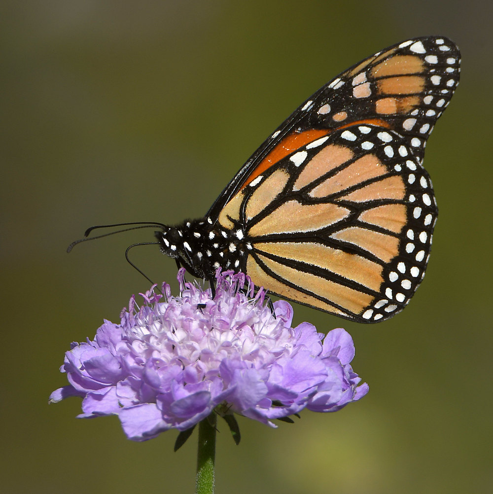 Monarch.jpg