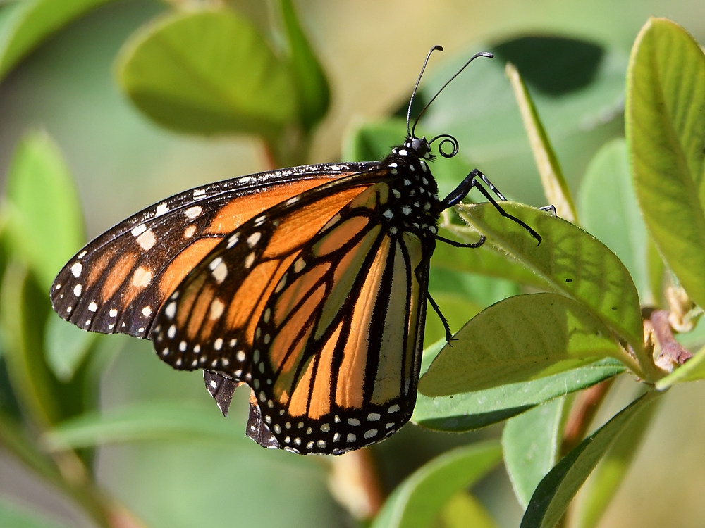 Monarch.jpg