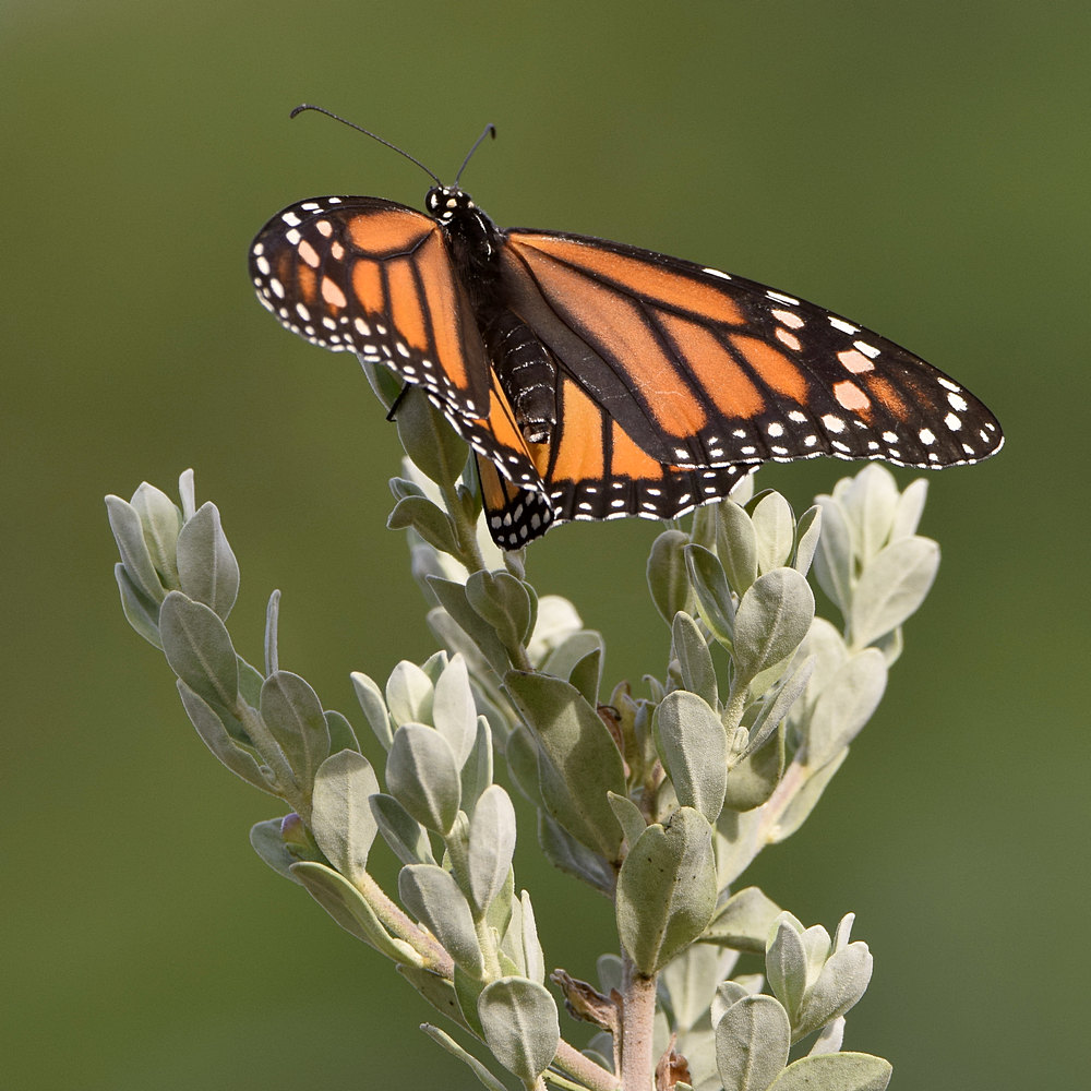 Monarch.jpg