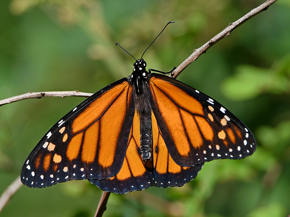 Monarch.jpg