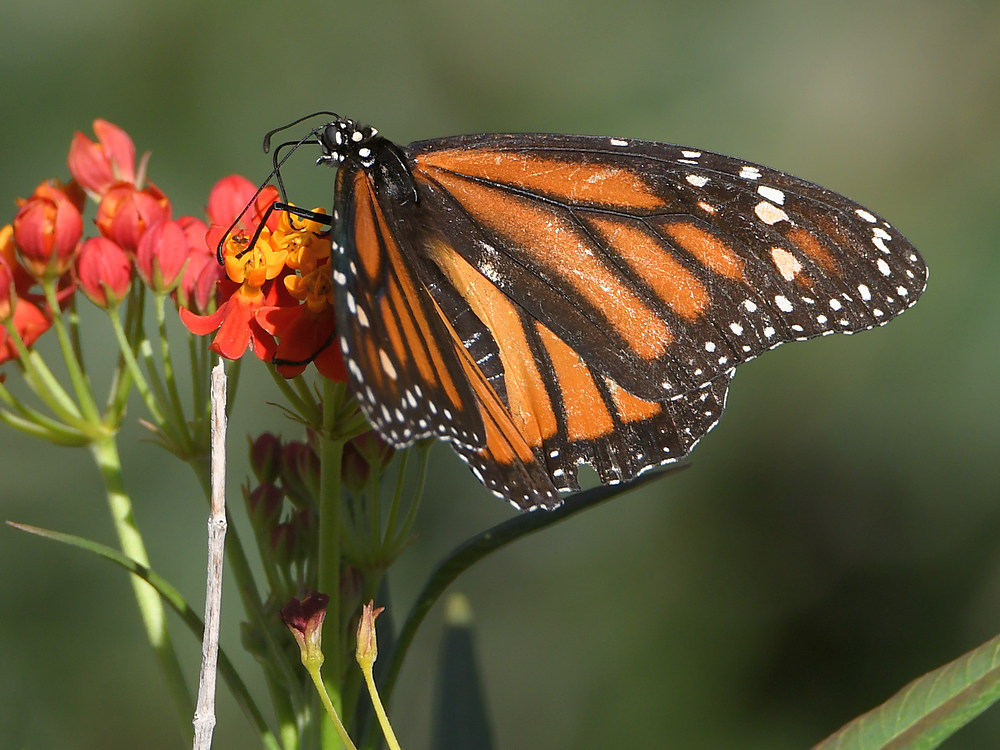 Monarch.jpg
