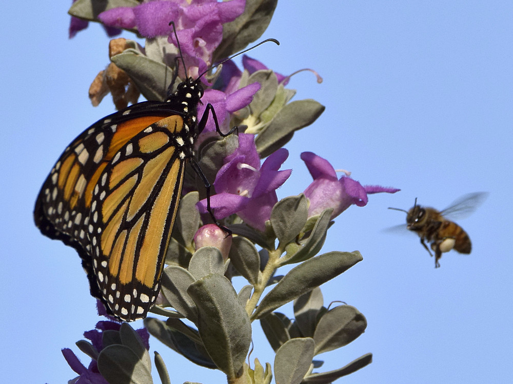 Monarch.jpg