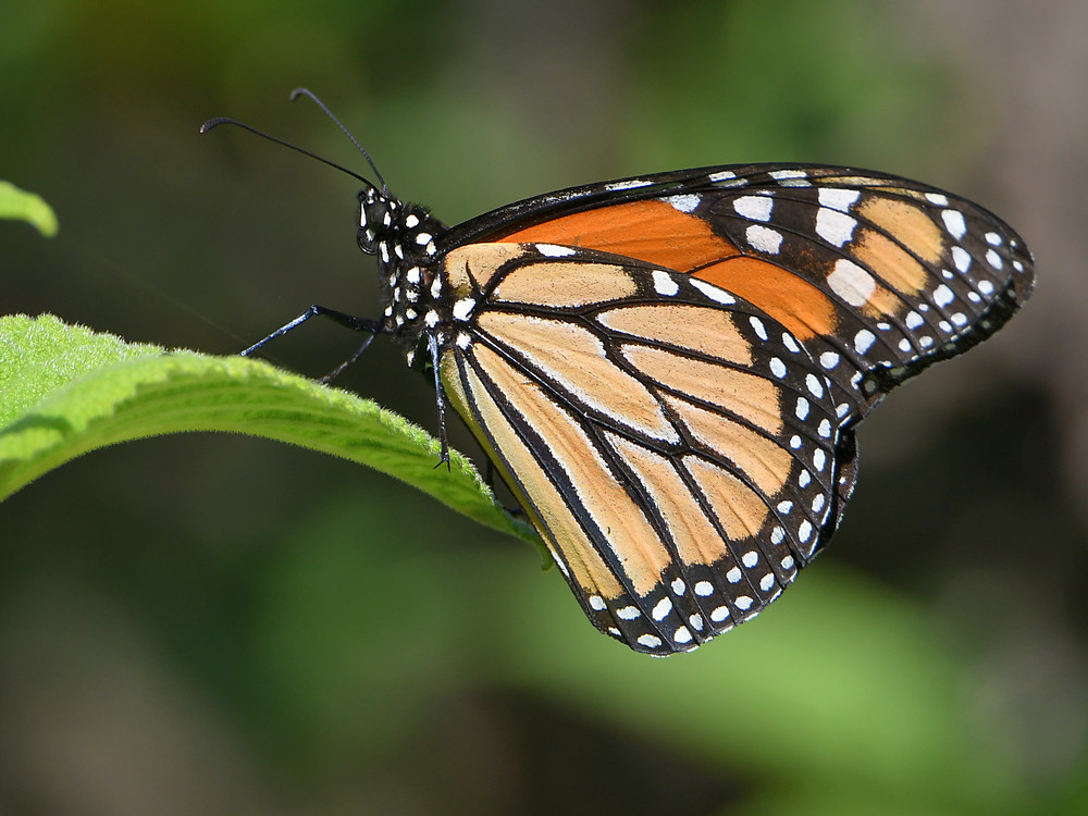 Monarch.jpg