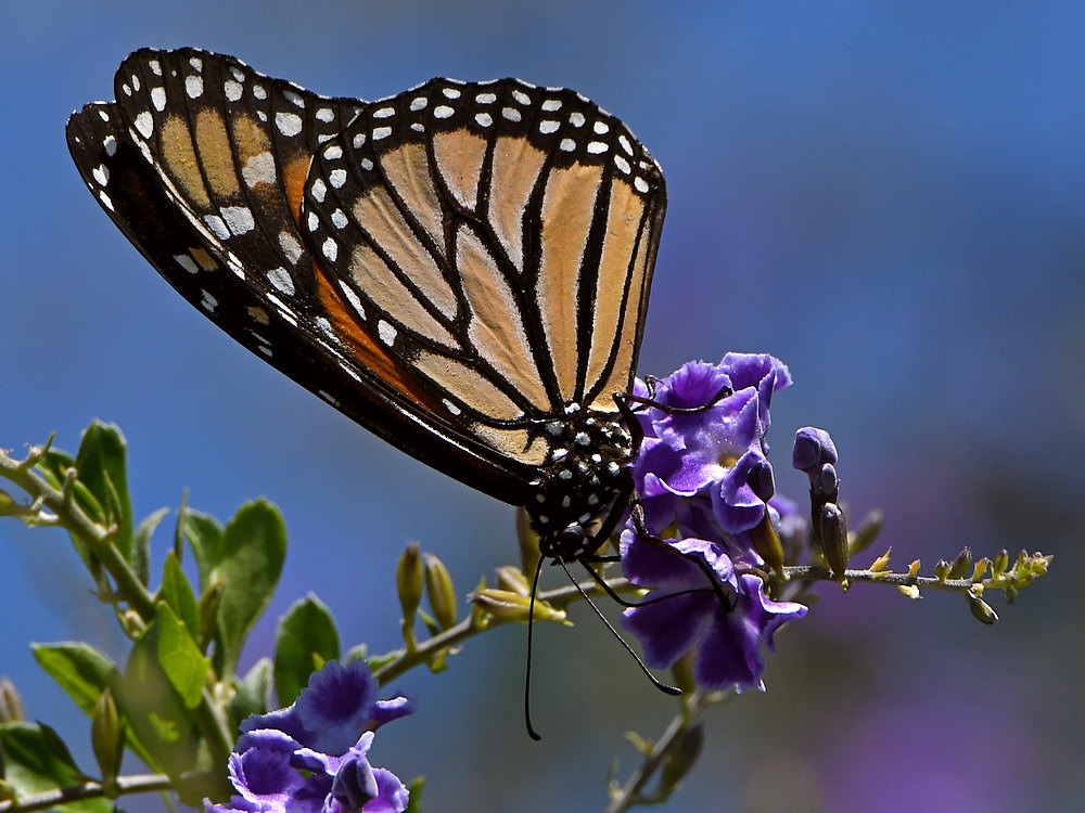 Monarch.jpg