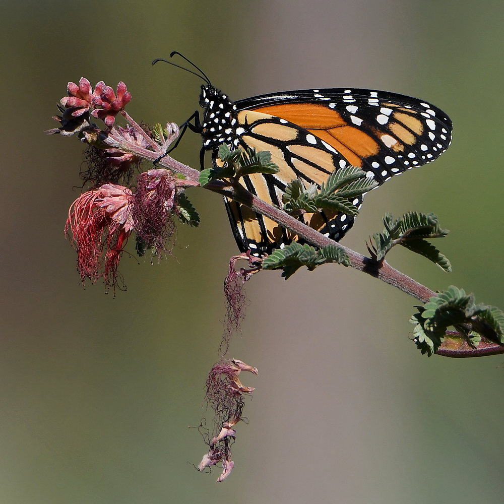Monarch.jpg