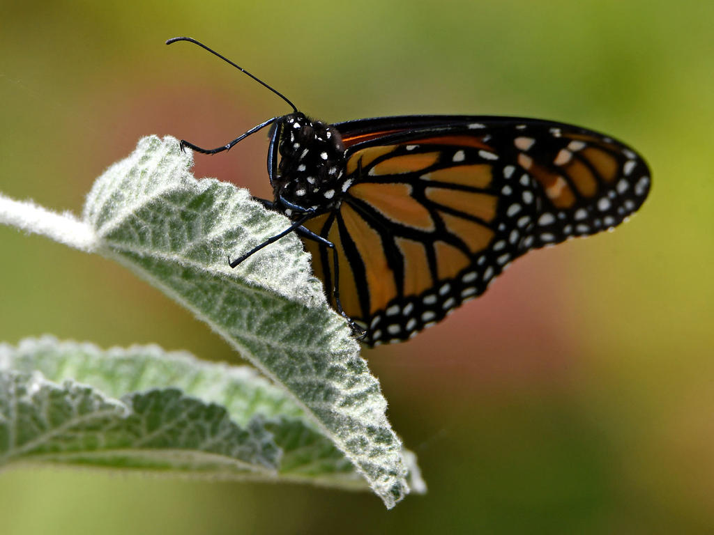 Monarch.jpg
