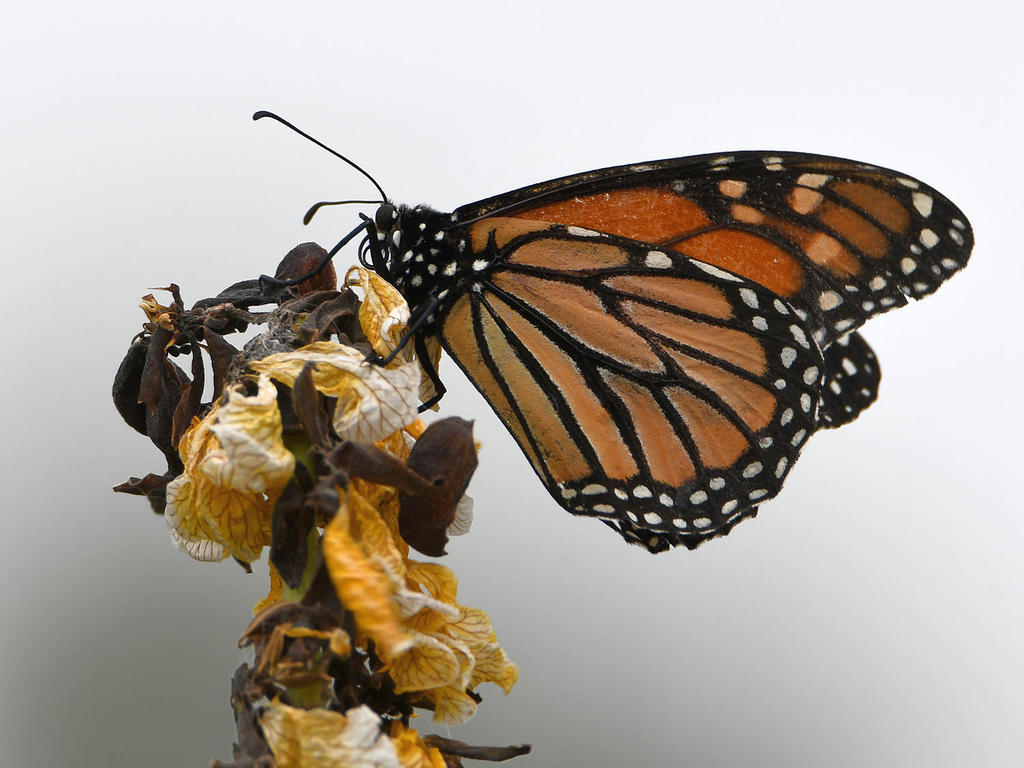 Monarch.jpg