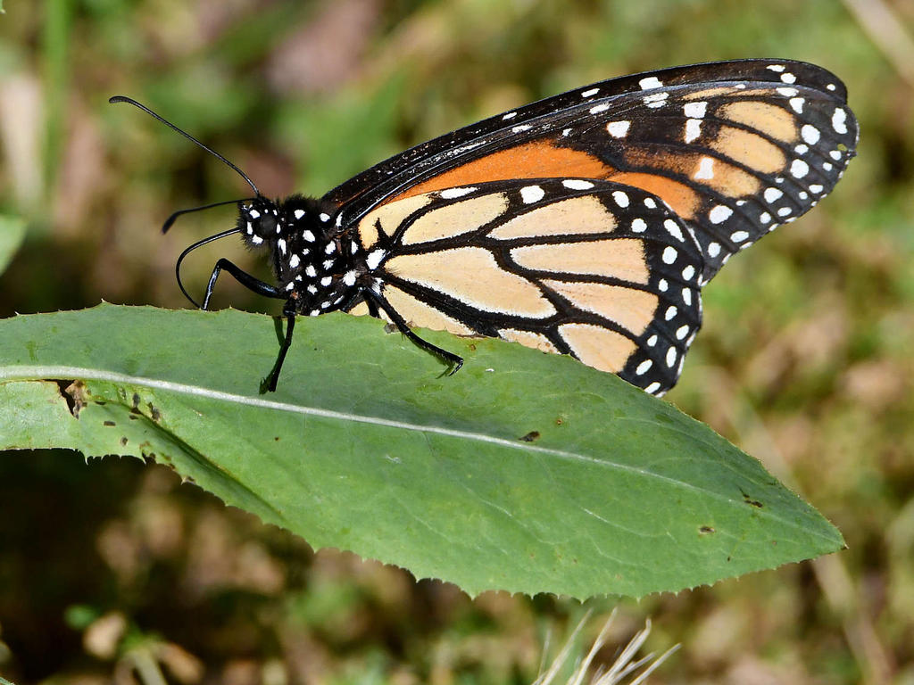 Monarch.jpg