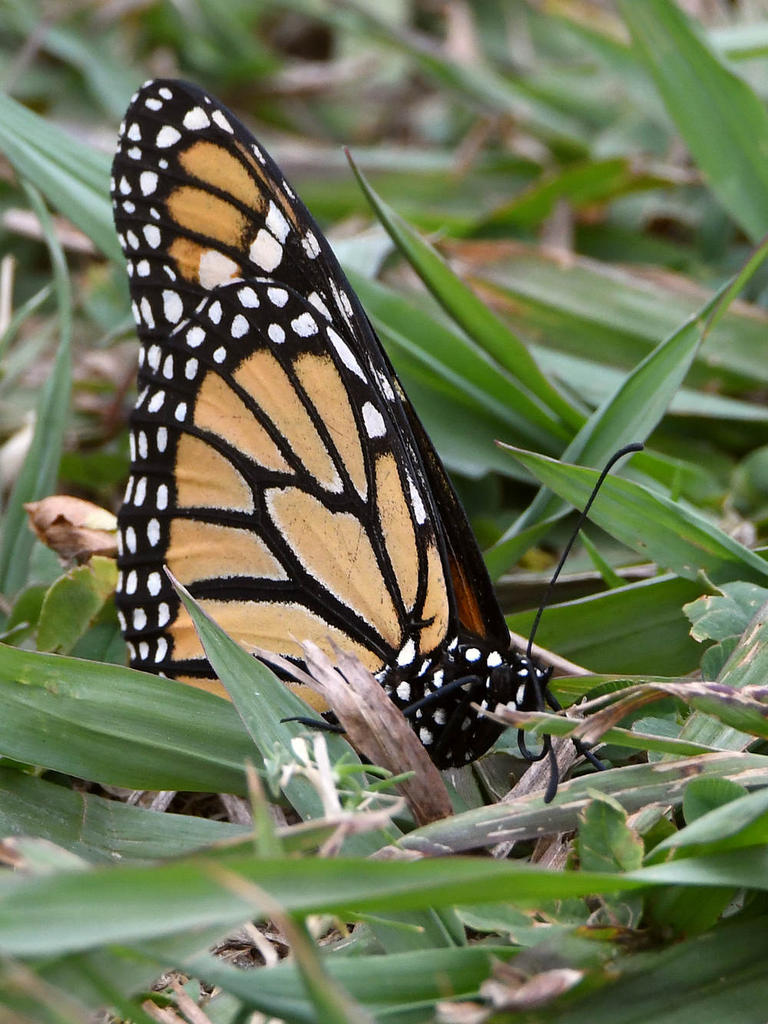 Monarch.jpg