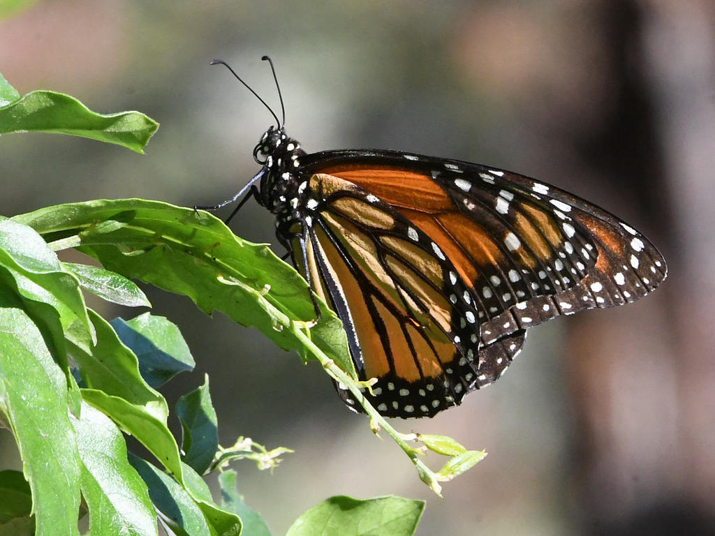 Monarch.jpg