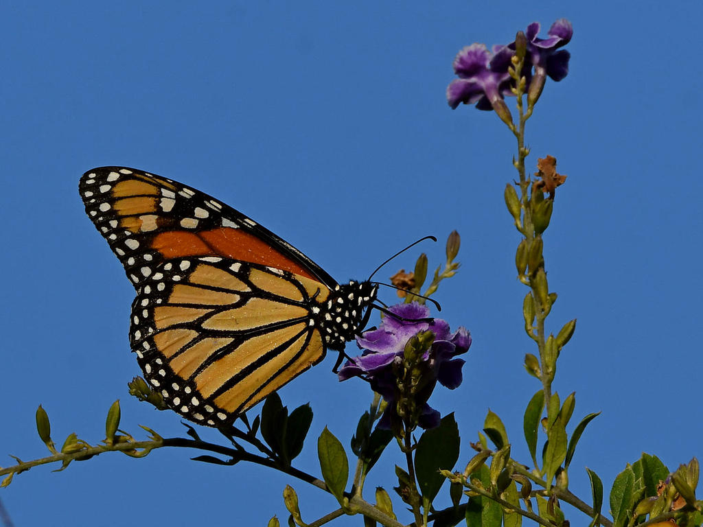 Monarch.jpg