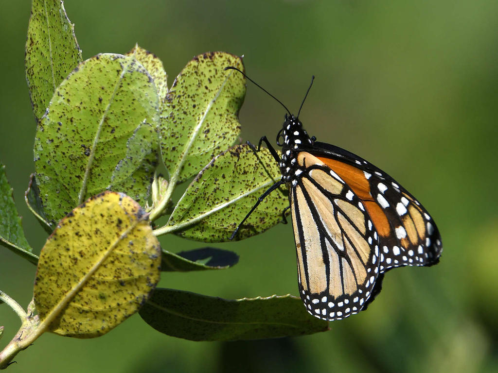 Monarch.jpg