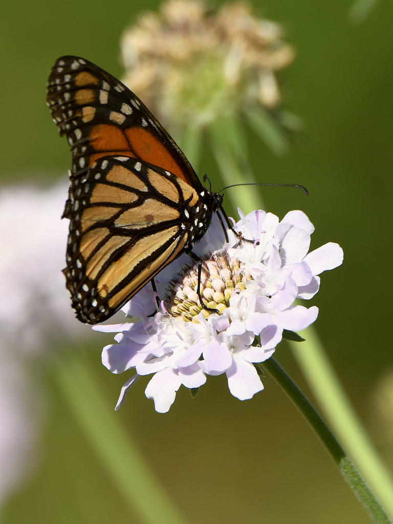 Monarch.jpg
