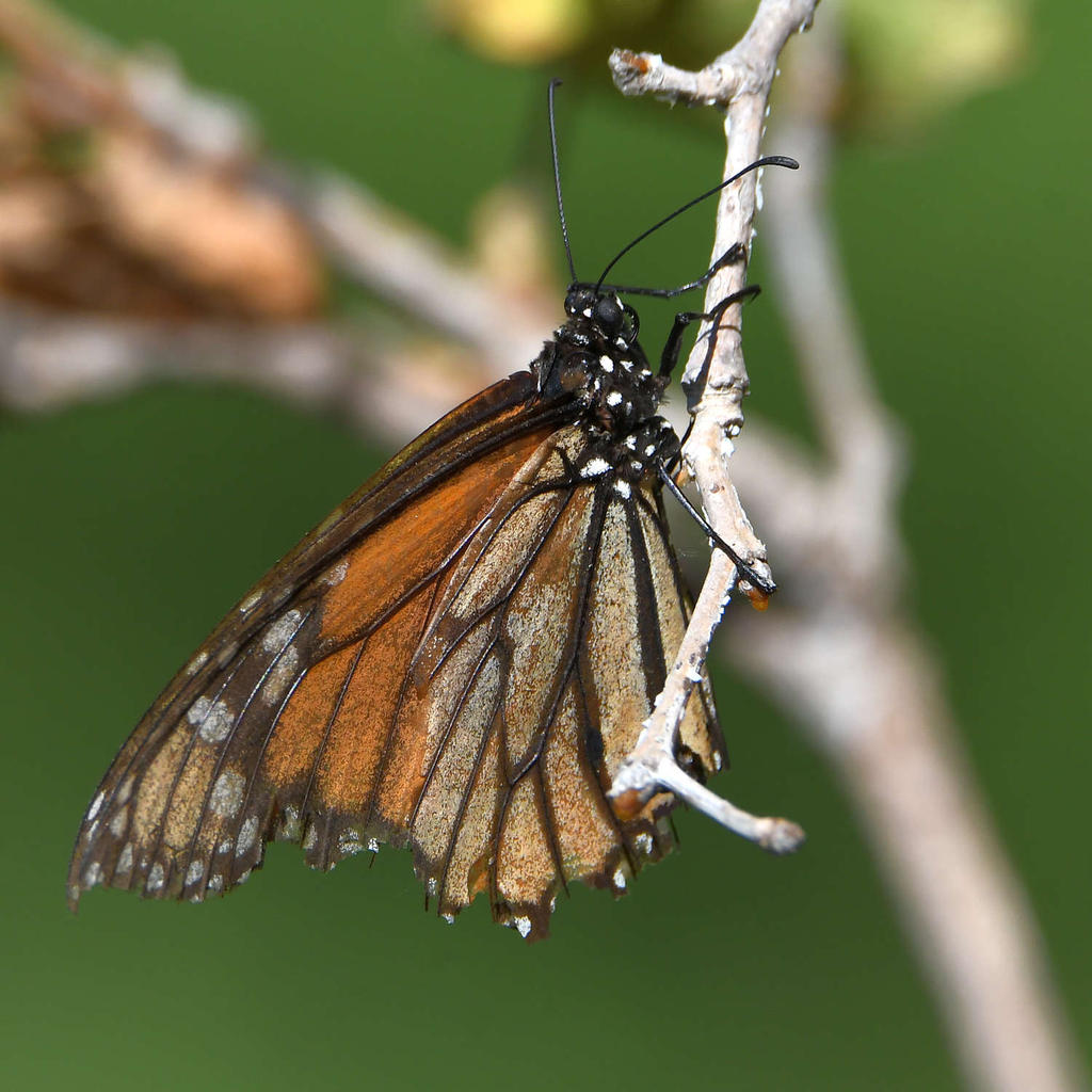 Monarch.jpg