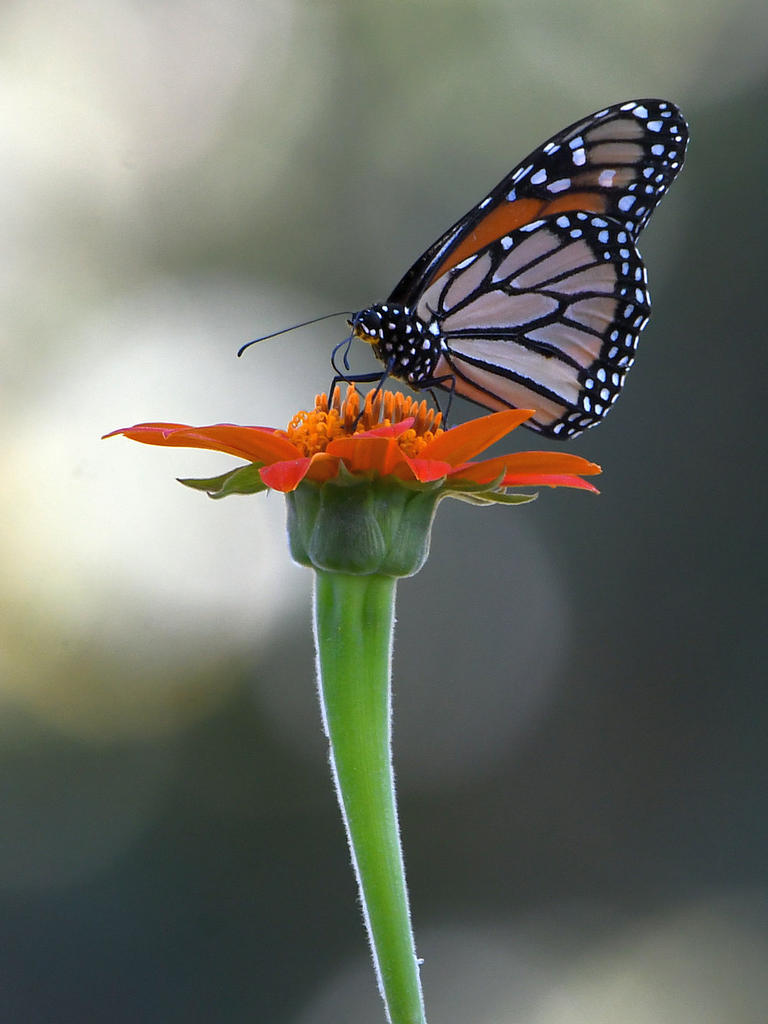 Monarch.jpg