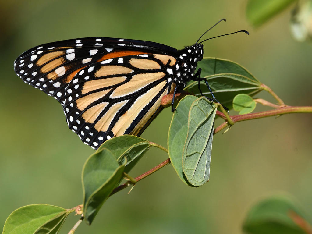Monarch.jpg
