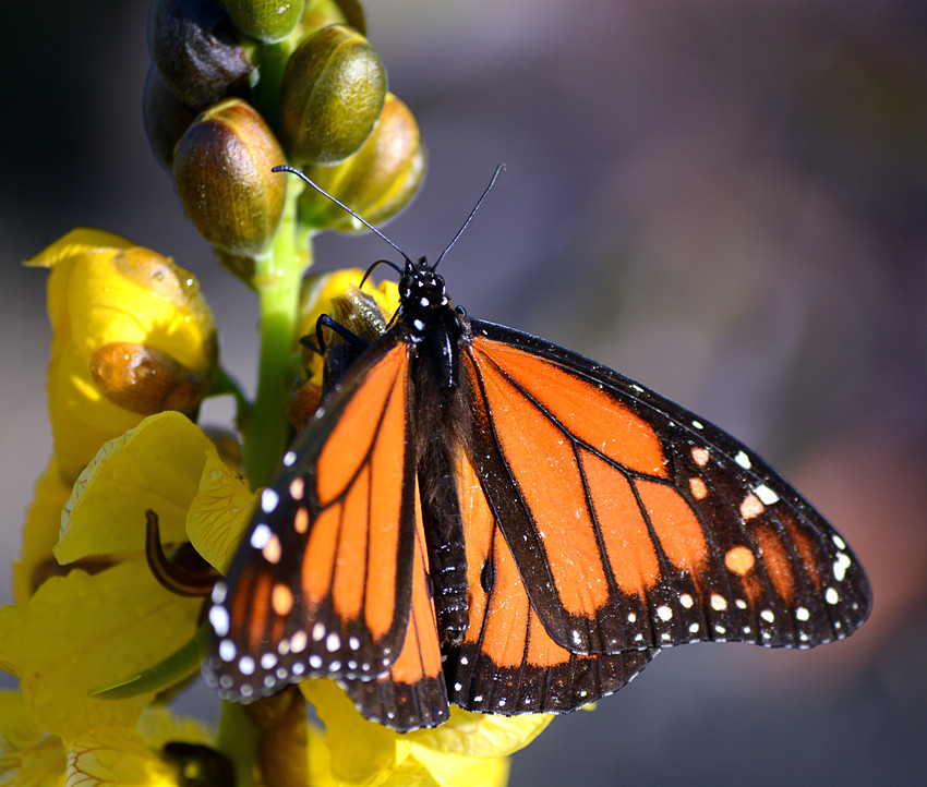 Monarch.jpg