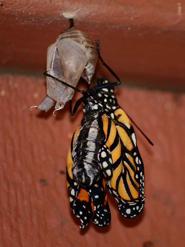 Monarch.jpg