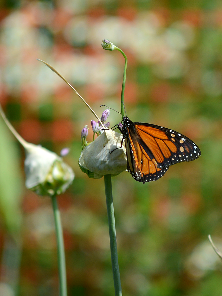 Monarch.jpg